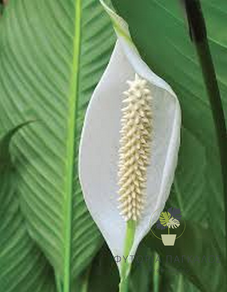 Σπαθίφυλλο (Spathiphyllum) – Φυτό Εσωτερικού Χώρου με Λευκά Άνθη - 2